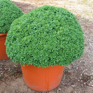 Baharlı Top Reyhan Tohumu Spicy Globe Basil