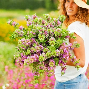Monarda Citriodora Limon Nanesi Tohumu Sivrisinek Kovucu