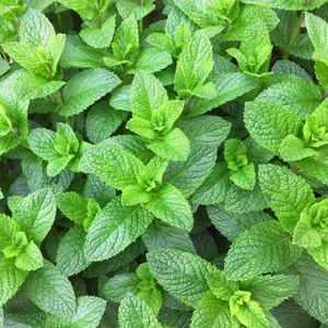 Tatlı Kuzu Nanesi Tohumu Mentha Spicata Spearmint +500 Tohum