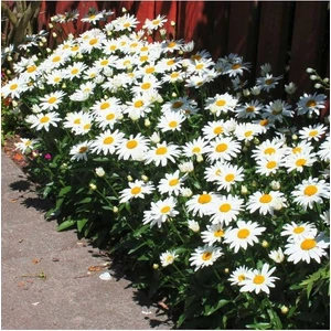 Köy Tohumları 150 Adet Tohum Yayılıcı Kır Papatyası Çiçeği Tohumu