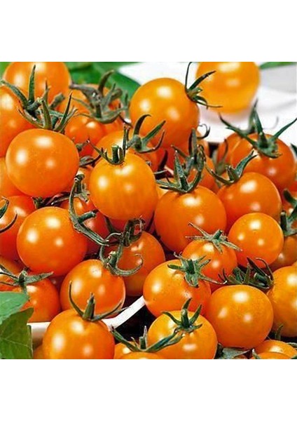 Atalık Figiel Turuncu Çeri Üzüm Domates Tohumu Sırık Tip fiyatları