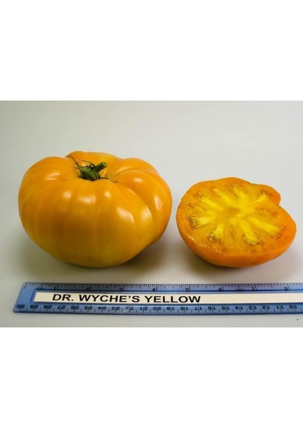 Dr Wyche's Sarı Atalık Domates Tohumu
