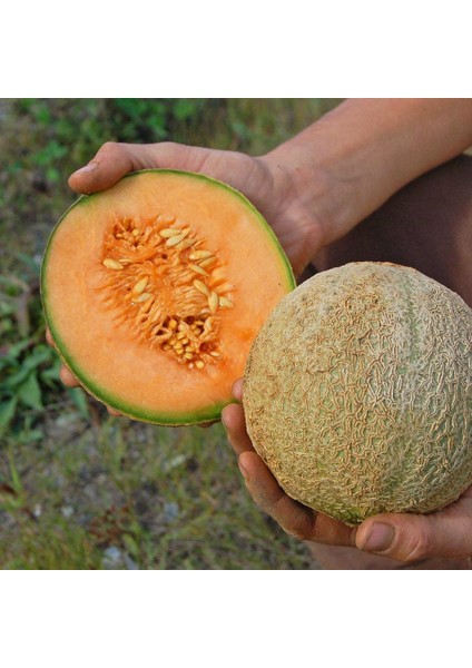 Atalık Delicious Kavun Tohumu