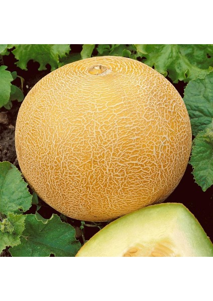 Atalık Delicious Kavun Tohumu fiyatları