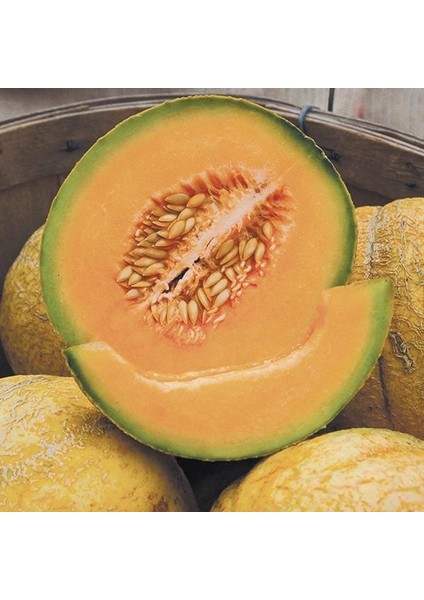Atalık Delicious Kavun Tohumu fırsatları