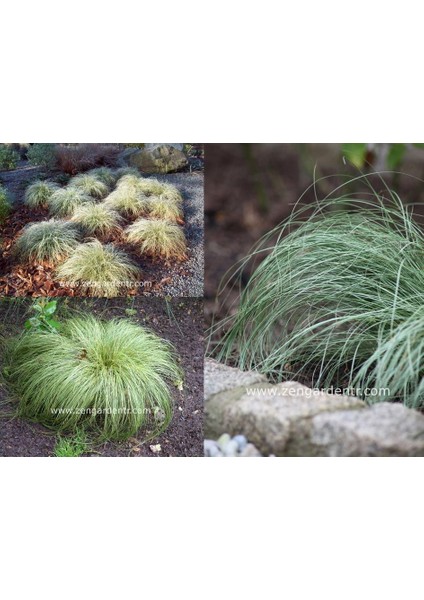 Carex Albula Tohumu Çift Renkli Yapraklar