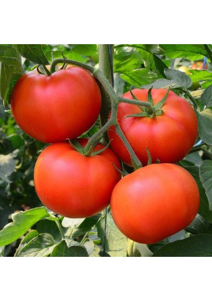 Geleneksel Bostan Domatesi Tohumu Homestead Tomato Heirloom fiyatları