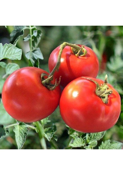 Geleneksel Bostan Domatesi Tohumu Homestead Tomato Heirloom indirimleri