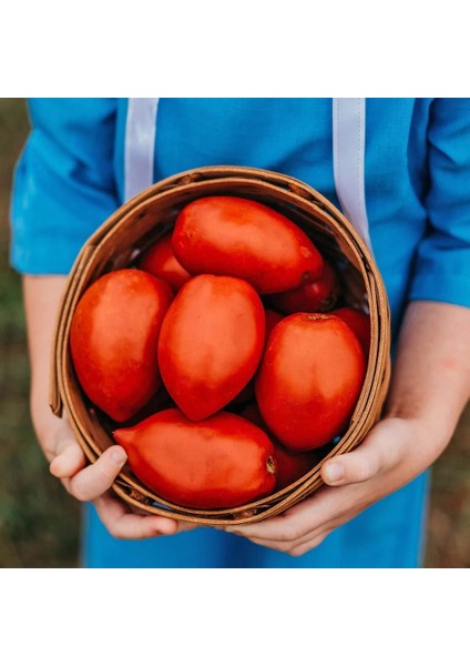 Salçalık Domates Tohumu Geleneksel Amish Paste Tomato