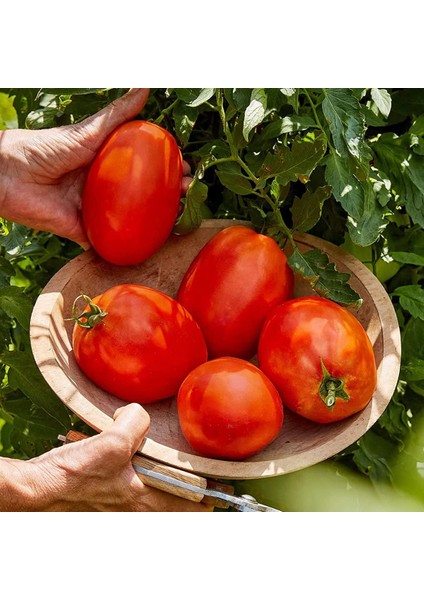 Salçalık Domates Tohumu Geleneksel Amish Paste Tomato