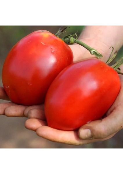 Salçalık Domates Tohumu Geleneksel Amish Paste Tomato