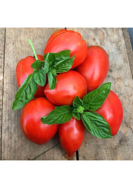 Salçalık Domates Tohumu Geleneksel Amish Paste Tomato