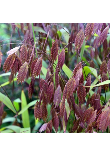 Kazmantiyum Süs Çimi Tohumu Chasmanthium Latifolium