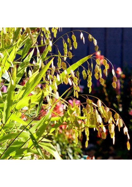 Kazmantiyum Süs Çimi Tohumu Chasmanthium Latifolium