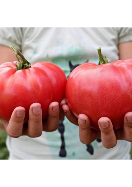 Brandywine Domates Tohumu Atalık Heirloom Brandywine Red Tomato Seeds fiyatları