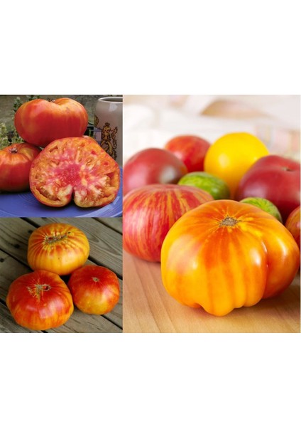 Atalık Alman Domatesi Tohumu Sırık Tip 650-850 Gram fiyatları