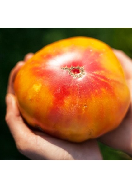 Atalık Alman Domatesi Tohumu Sırık Tip 650-850 Gram