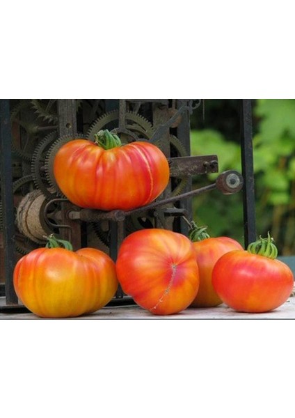 Atalık Alman Domatesi Tohumu Sırık Tip 650-850 Gram modelleri