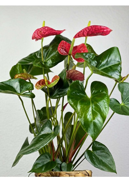 Kırmızı Antoryum Flamingo Çiçeği -Anthurium Andraeanum Red Iç Mekan Salon Bitkisi Anthurium Büyük