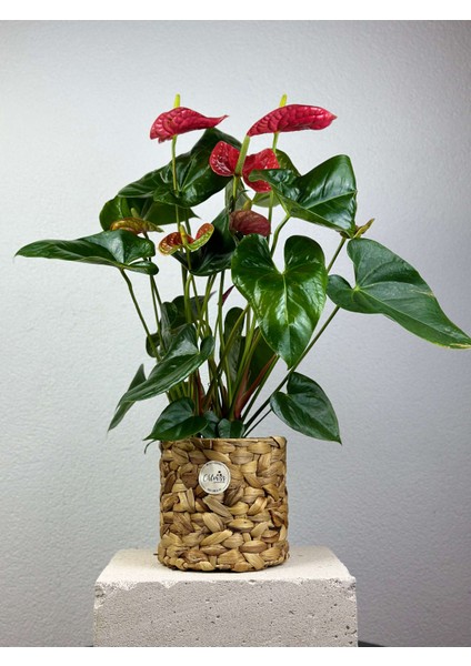 Kırmızı Antoryum Flamingo Çiçeği -Anthurium Andraeanum Red Iç Mekan Salon Bitkisi Anthurium Büyük fiyatları