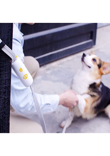1 Adet Küçük ve Orta Boy Köpek Tasması-Mavi (Yurt Dışından)