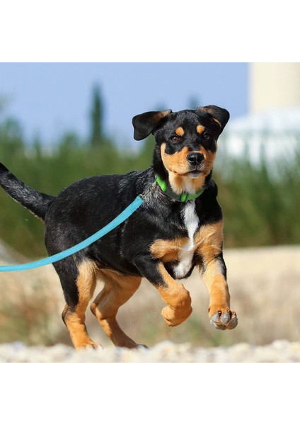 Adet Elastik Saplı Köpek Tasması-Gök Mavisi (Yurt Dışından)