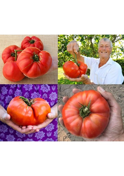 Okka Pembe Domates Tohumu fırsatları