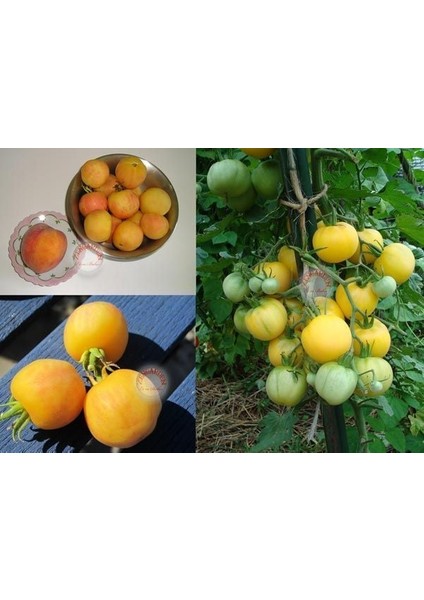 Kokulu Şeftali Domates Tohumu Geleneksel Garden Peach Tomato