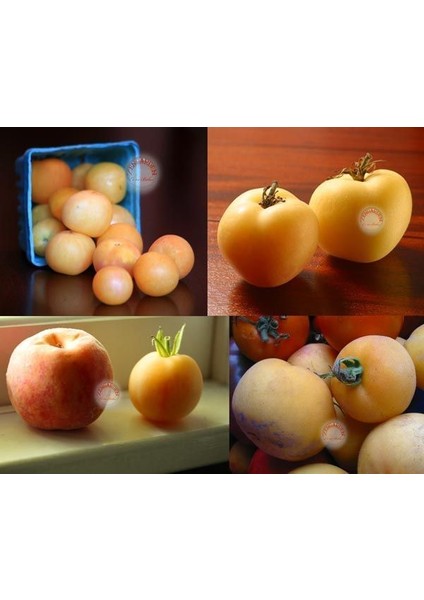 Kokulu Şeftali Domates Tohumu Geleneksel Garden Peach Tomato