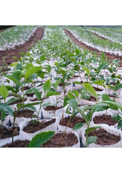 400 Adet Tohum Torbası Küçük Bitki Ev Bahçesinde Dokunmamış Yetiştirme (Yurt Dışından) indirimleri