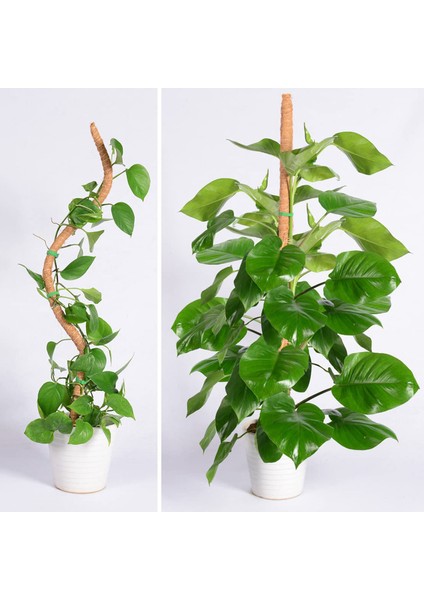 Bitki Tırmanma Kafes Kolay Kurulum Dıy Şekli Saksı Bitki Kafes Desteği (Yurt Dışından) fiyatları