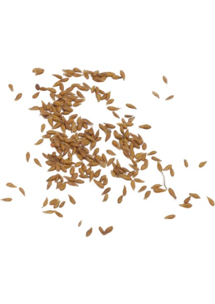 Futbol Sahası Çim Tohumları, Ev Bahçeciliği Için Çim Için Kolay Bakım Çim Tohumu (Yurt Dışından)