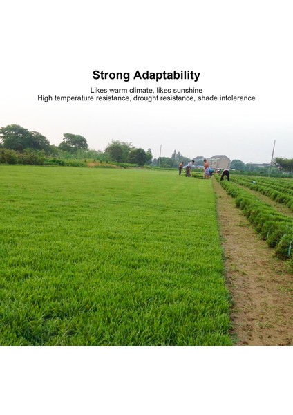 Futbol Sahası Çim Tohumları, Ev Bahçeciliği Için Çim Için Kolay Bakım Çim Tohumu (Yurt Dışından) fiyatları