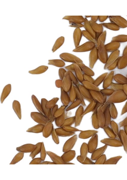 Futbol Sahası Çim Tohumları, Ev Bahçeciliği Için Çim Için Kolay Bakım Çim Tohumu (Yurt Dışından) indirimleri