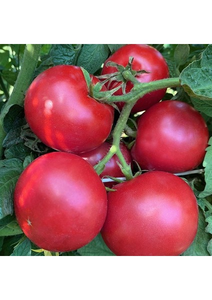 Karaorman Domates Tohumu Geleneksel Eva Purple Ball Tomato