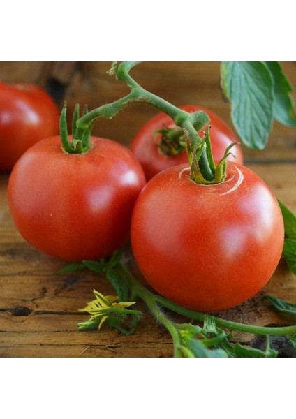 Karaorman Domates Tohumu Geleneksel Eva Purple Ball Tomato fırsatları