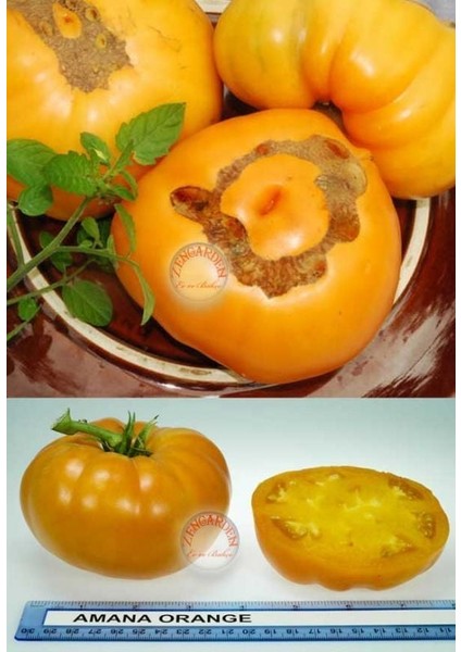 Amana Turuncu Domates Tohumu Turuncu Renkli Amana Orange Tomato Seeds