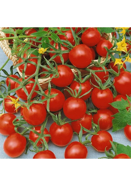Kiraz Salkım Domates Tohumu Geleneksel Sweetie Tomato fiyatları