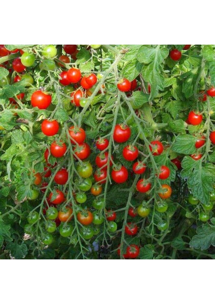 Kiraz Salkım Domates Tohumu Geleneksel Sweetie Tomato modelleri