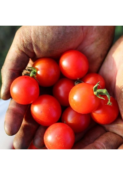 Kiraz Salkım Domates Tohumu Geleneksel Sweetie Tomato fırsatları