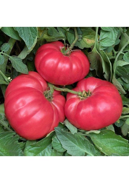 Dev Ponderosa Pembe Domates Tohumu Ince Kabuklu Ponderosa Pink Beefsteak Heirloom Tomato