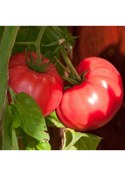 Dev Ponderosa Pembe Domates Tohumu Ince Kabuklu Ponderosa Pink Beefsteak Heirloom Tomato fırsatları