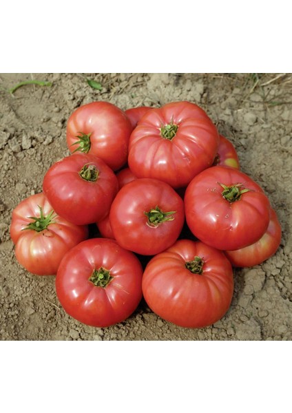 Dev Ponderosa Pembe Domates Tohumu Ince Kabuklu Ponderosa Pink Beefsteak Heirloom Tomato indirimleri