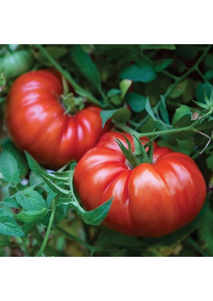 Dev Ponderosa Kırmızı Domates Tohumu Ince Kabuklu Ponderosa Red Beefsteak Heirloom Tomato