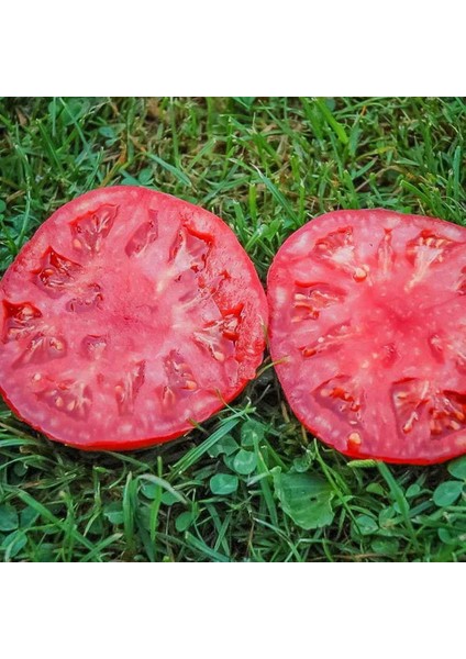 Dev Ponderosa Kırmızı Domates Tohumu Ince Kabuklu Ponderosa Red Beefsteak Heirloom Tomato