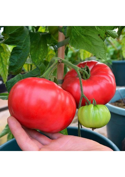 Dev Ponderosa Kırmızı Domates Tohumu Ince Kabuklu Ponderosa Red Beefsteak Heirloom Tomato