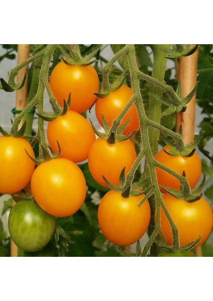Golden Nugget Domates Tohumu Altın Sarı Çeri Oturak Tipi