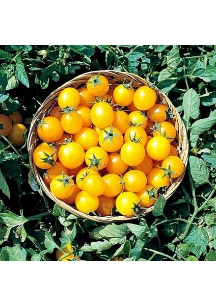 Golden Nugget Domates Tohumu Altın Sarı Çeri Oturak Tipi
