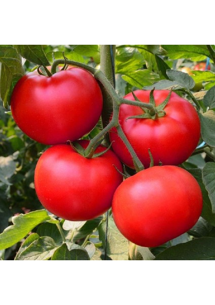 Florida Domates Tohumu Geleneksel Floridade Tomato fiyatları