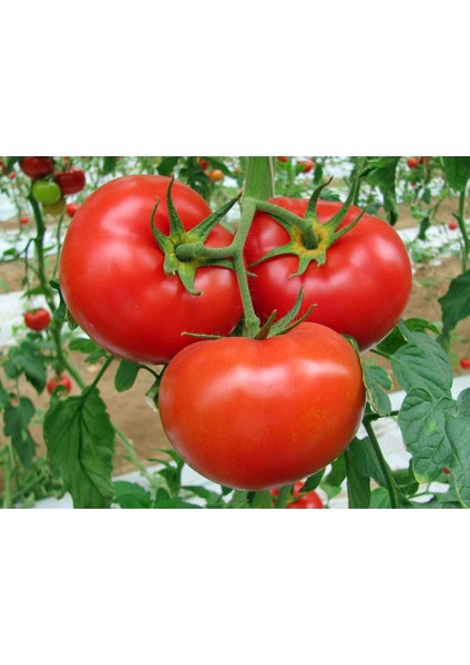 Florida Domates Tohumu Geleneksel Floridade Tomato fırsatları